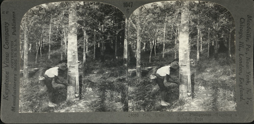 Geo. Unit No. 19C – Philippines – Tapping a Rubber Tree.